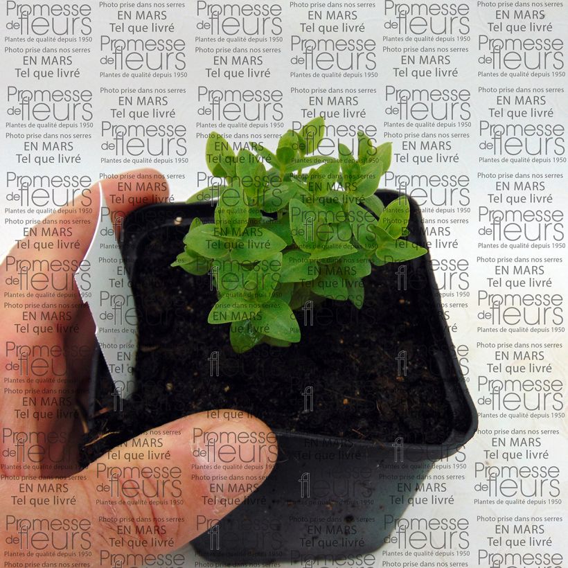 Example of Gentiana scabra Royal Stripes - Enzian Kleine Töpfe von 8/9 cm as you get