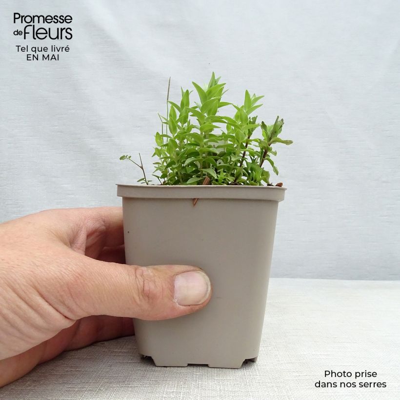 Example of Gentiana septemfida var. lagodechiana - Kaukasus-Enzian Kleine Töpfe von 8/9 cm as you get in printemps