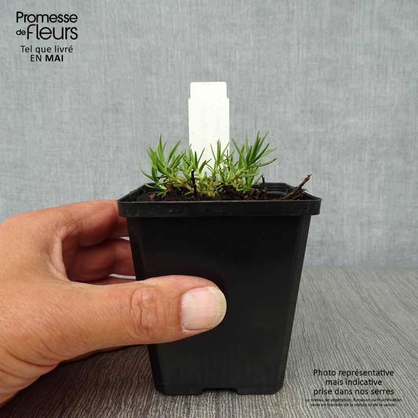 Example of Gentiana sino-ornata - Stängelloser Enzian Kleine Töpfe von 8/9 cm as you get in printemps