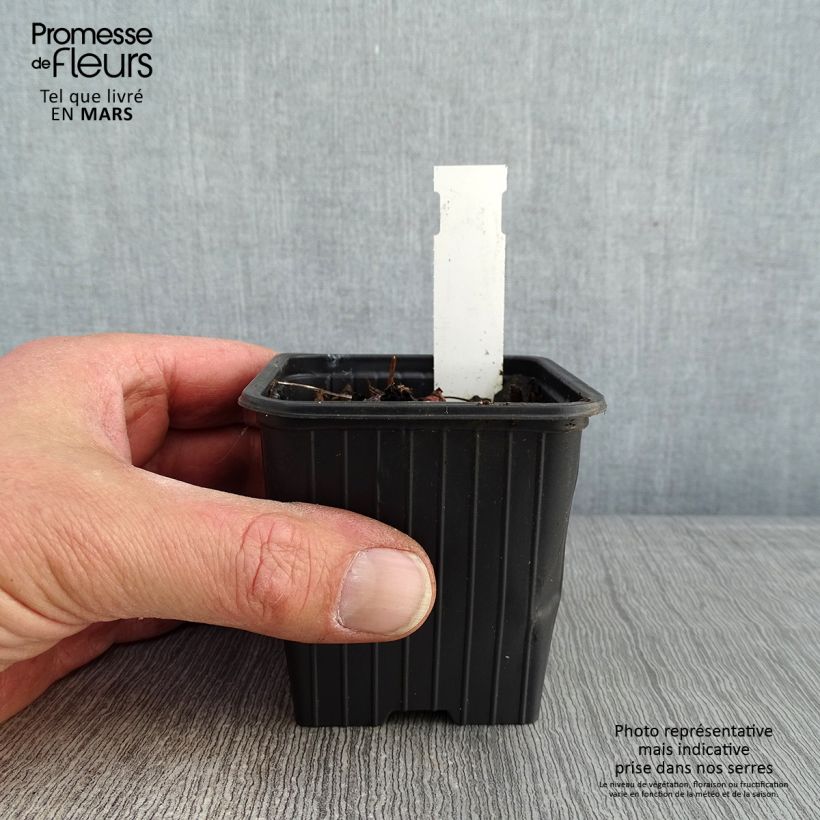 Exemplar von Storchschnabel All Summer Blue - Geranium Kleine Töpfe von 8/9 cm wie im Winter geliefert