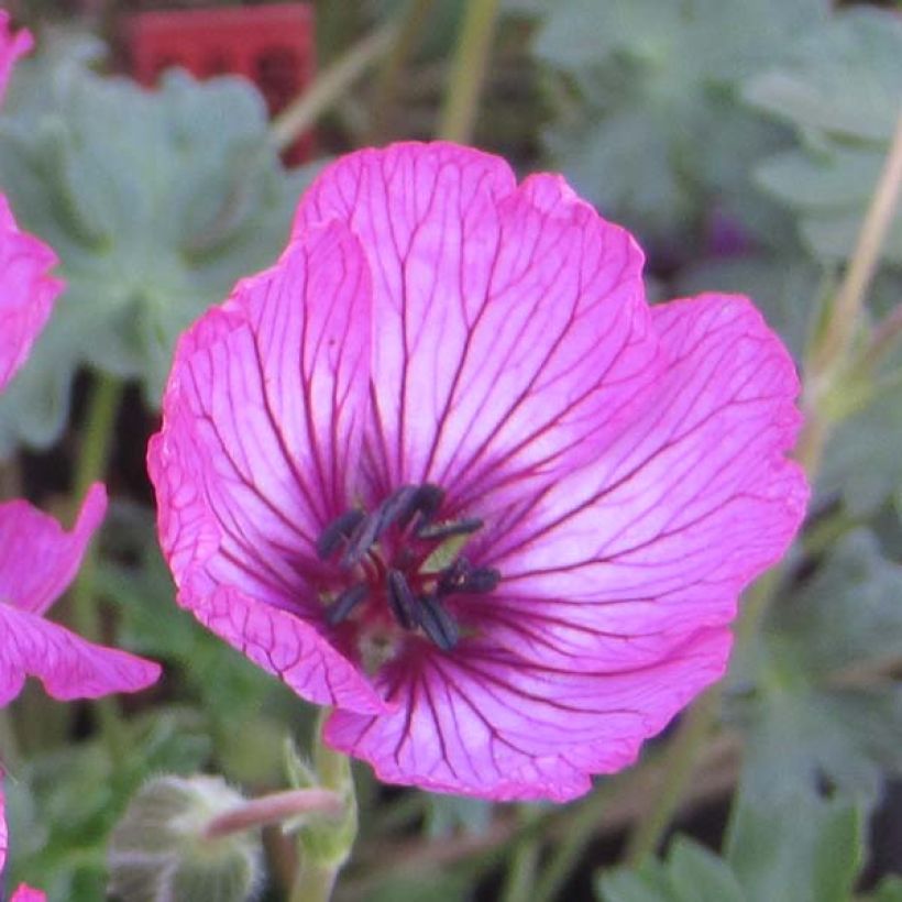 Geranium cinereum Carol - Aschgrauer Storchschnabel (Blüte)
