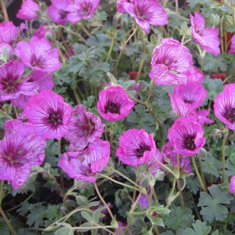 Geranium cinereum Carol - Aschgrauer Storchschnabel (Wuchs)