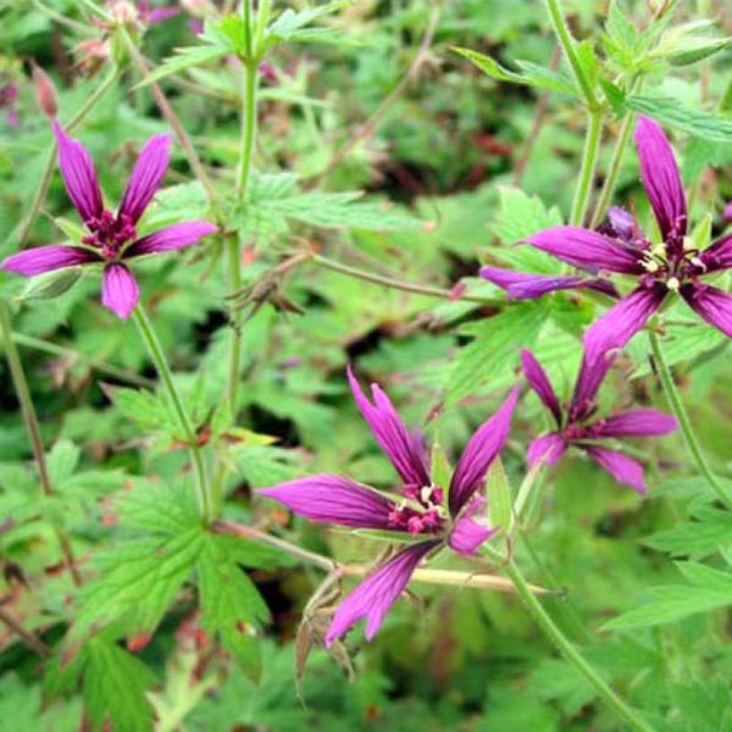 Geranium psilostemon Catherine Deneuve - Armenischer Storchschnabel (Plant habit)