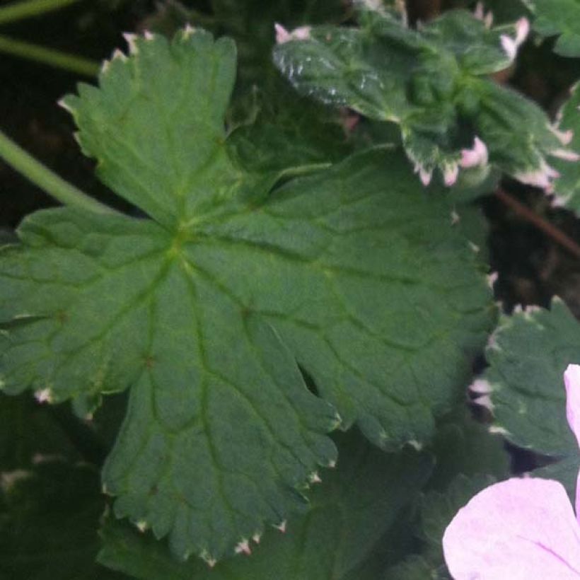 Storchschnabel Dreamland - Geranium (Foliage)