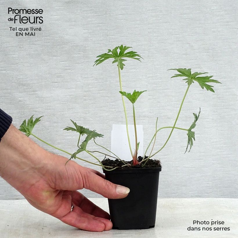 Exemplar von Storchschnabel Eureka Blue - Geranium Kleine Töpfe von 8/9 cm wie im Frühjahr geliefert