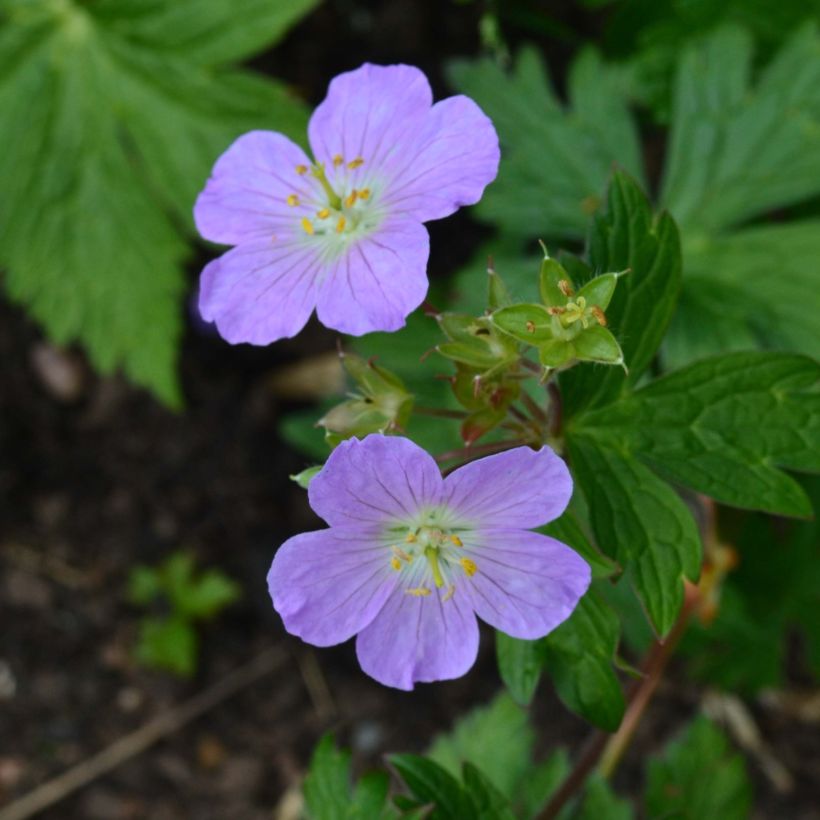 Geranium maculatum Vickie Lynn - Dunkelblättriger Storchschnabel (Flowering)
