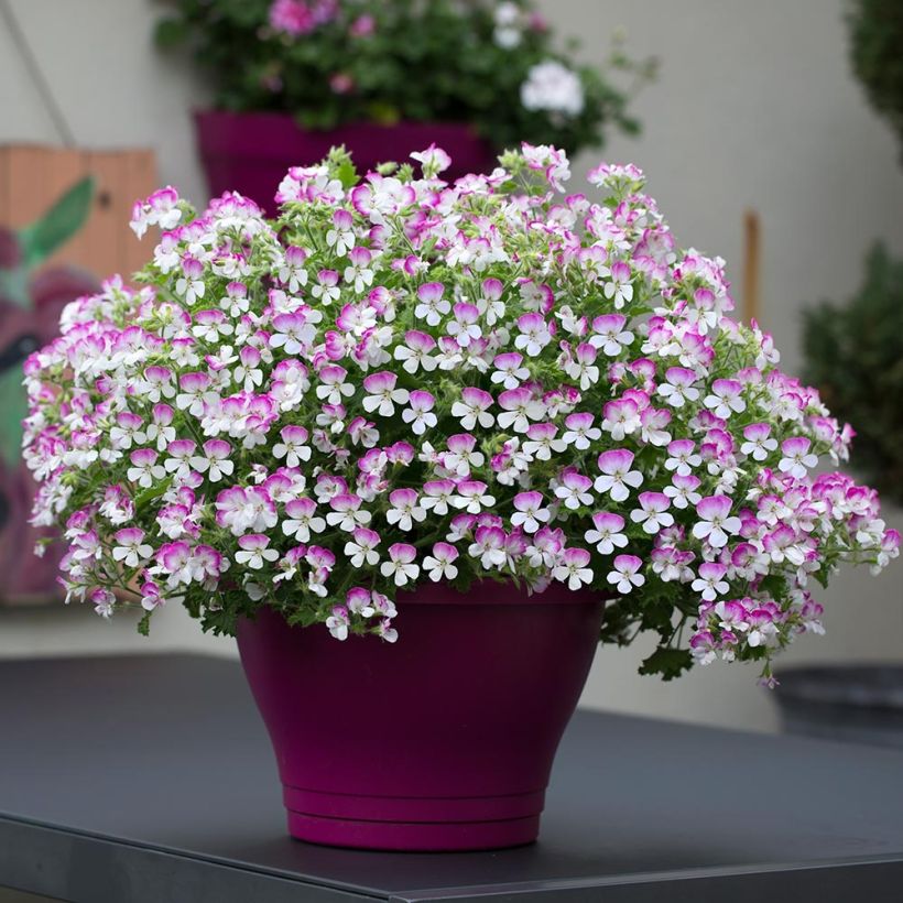 Duftende Pelargonie Mosquitaway Louise - Pelargonium (Wuchs)