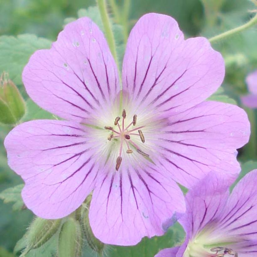 Storchschnabel Sirak - Geranium (Flowering)