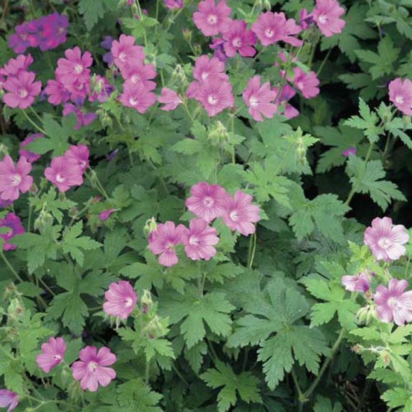 Storchschnabel Sirak - Geranium (Plant habit)