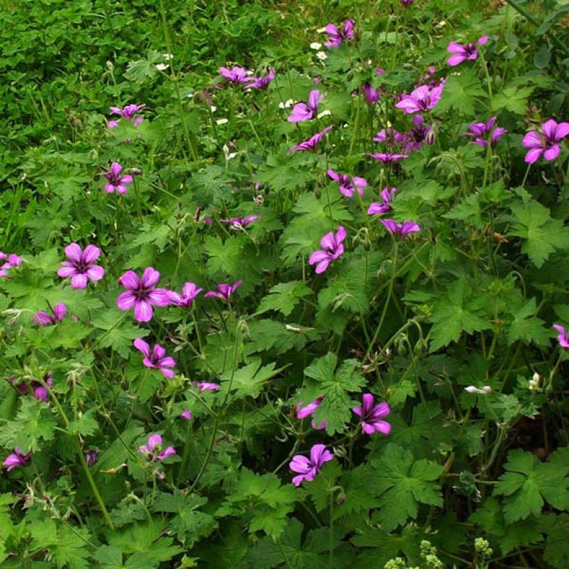 Storchschnabel Sue Crûg - Geranium (Wuchs)