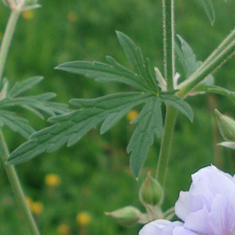 Geranium pratense Summer Skies - Wiesen-Storchschnabel (Foliage)