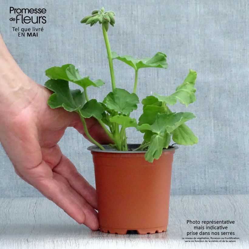 Exemplar von Zonal-Pelargonie TwoinOne Hot Pink Splash - Pelargonium Kleine Töpfe von 8/9 cm wie im Frühjahr geliefert