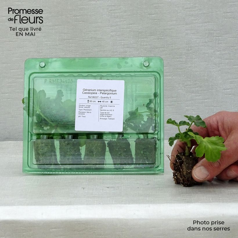 Example of Zonal-Pelargonie Cassiopeia - Pelargonium Mini-Plug Ø 3/4 cm as you get in printemps