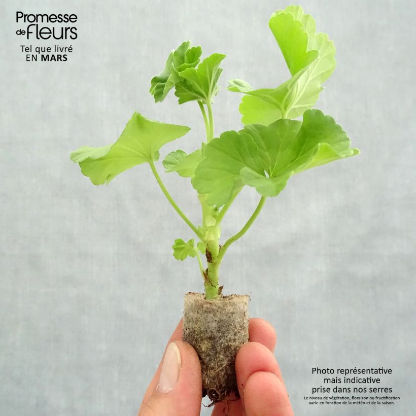 Exemplar von Zonal-Pelargonie TwoinOne White - Pelargonium Mini-Plug Ø 3/4 cm wie im Frühjahr geliefert