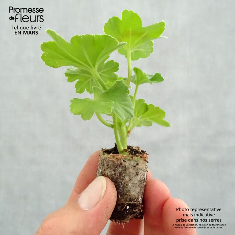 Example of Zonal-Pelargonie TwoinOne Dark Red - Pelargonium Mini-Plug Ø 3/4 cm as you get in printemps