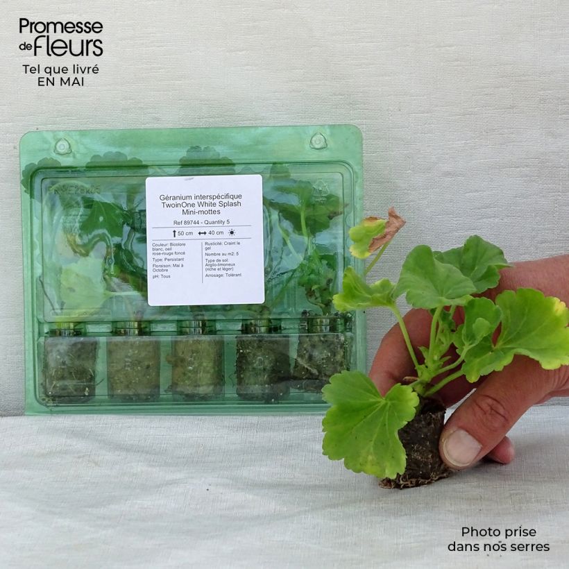 Example of Zonal-Pelargonie TwoinOne White Splash - Pelargonium Mini-Plug Ø 3/4 cm as you get in printemps