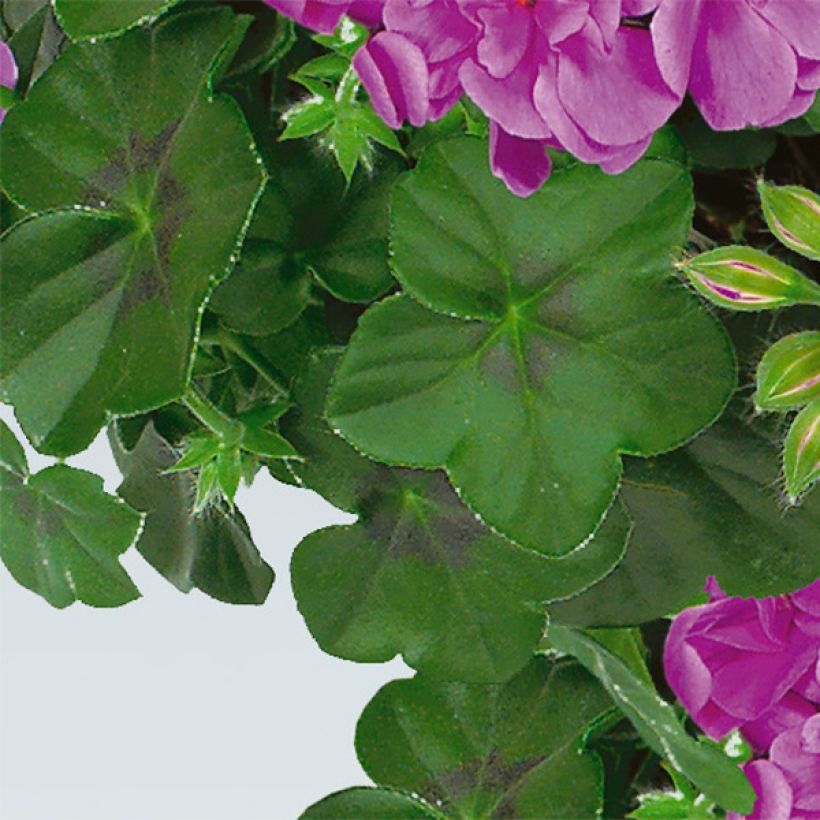 Hängegeranie Amelit - Pelargonium (Foliage)