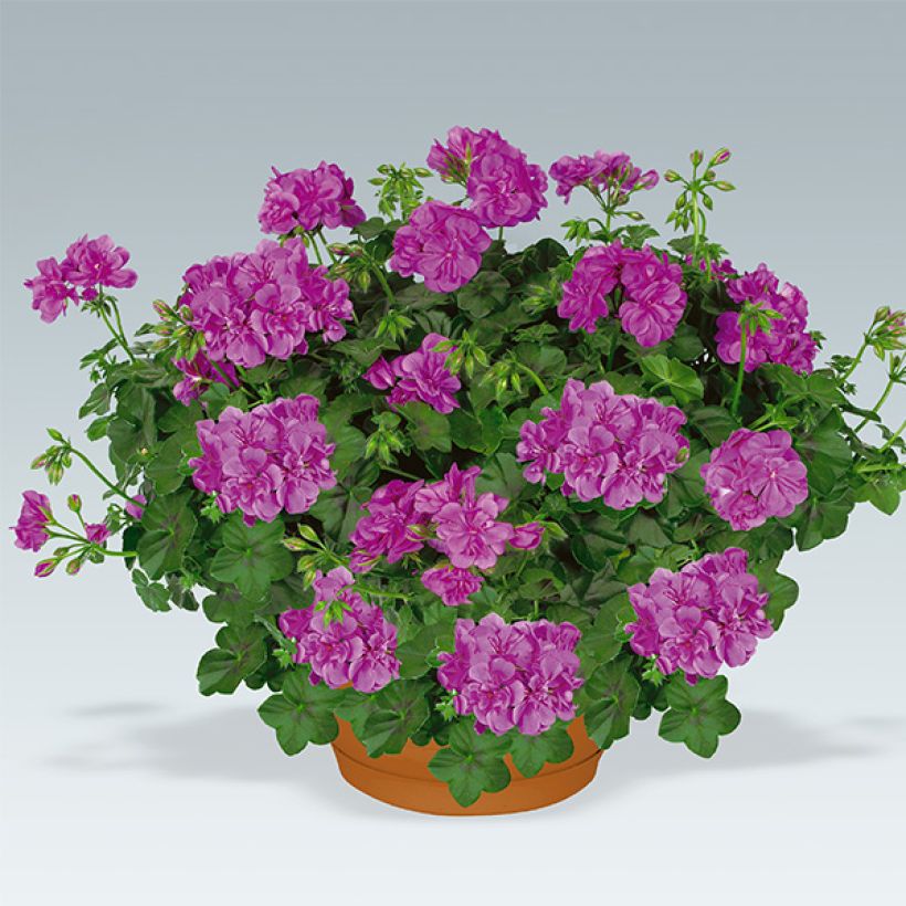 Hängegeranie Amelit - Pelargonium (Plant habit)