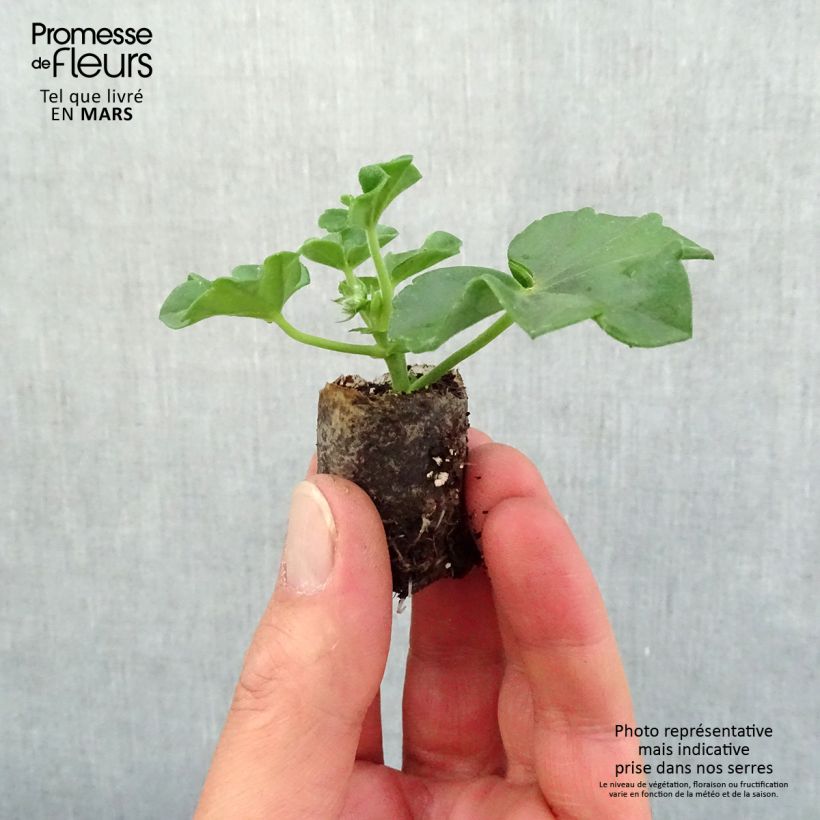 Example of Hängegeranie Blanche Roche - Pelargonium Mini-Plug Ø 3/4 cm as you get in printemps