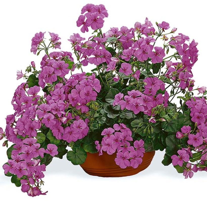 Hängegeranie PAC Happy Face Amethyst Improved - Pelargonium (Flowering)
