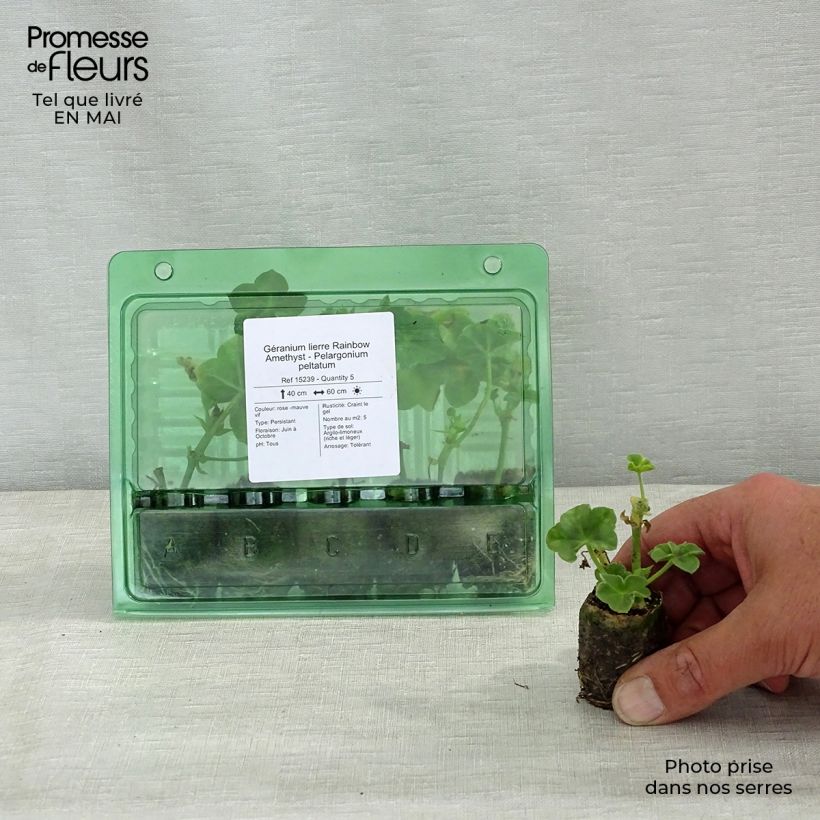 Exemplar von Hängegeranie Rainbow Amethyst - Pelargonium Mini-Plug Ø 3/4 cm wie im Frühjahr geliefert