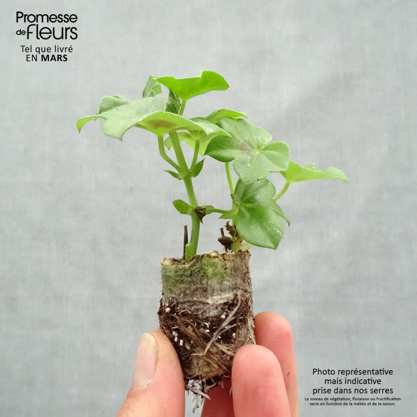 Example of Hängegeranie Rainbow Neon Purple - Pelargonium Mini-Plug Ø 3/4 cm as you get in printemps