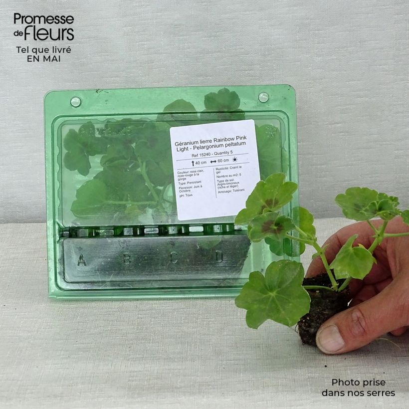 Exemplar von Hängegeranie Rainbow Pink Light - Pelargonium Mini-Plug Ø 3/4 cm wie im Frühjahr geliefert