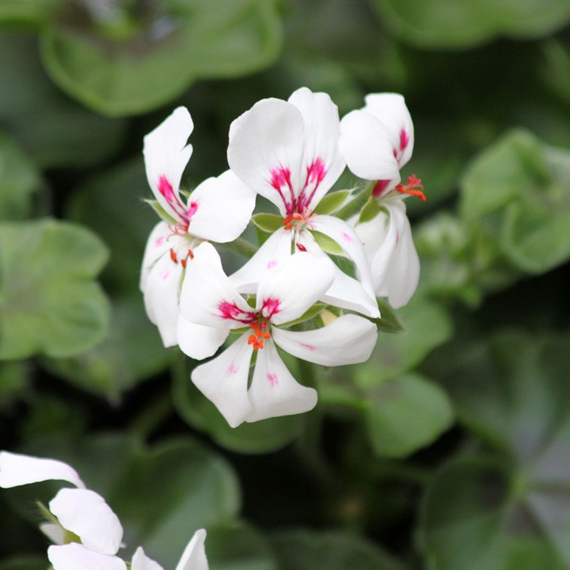 Hängegeranie Rainbow White - Pelargonium (Blüte)