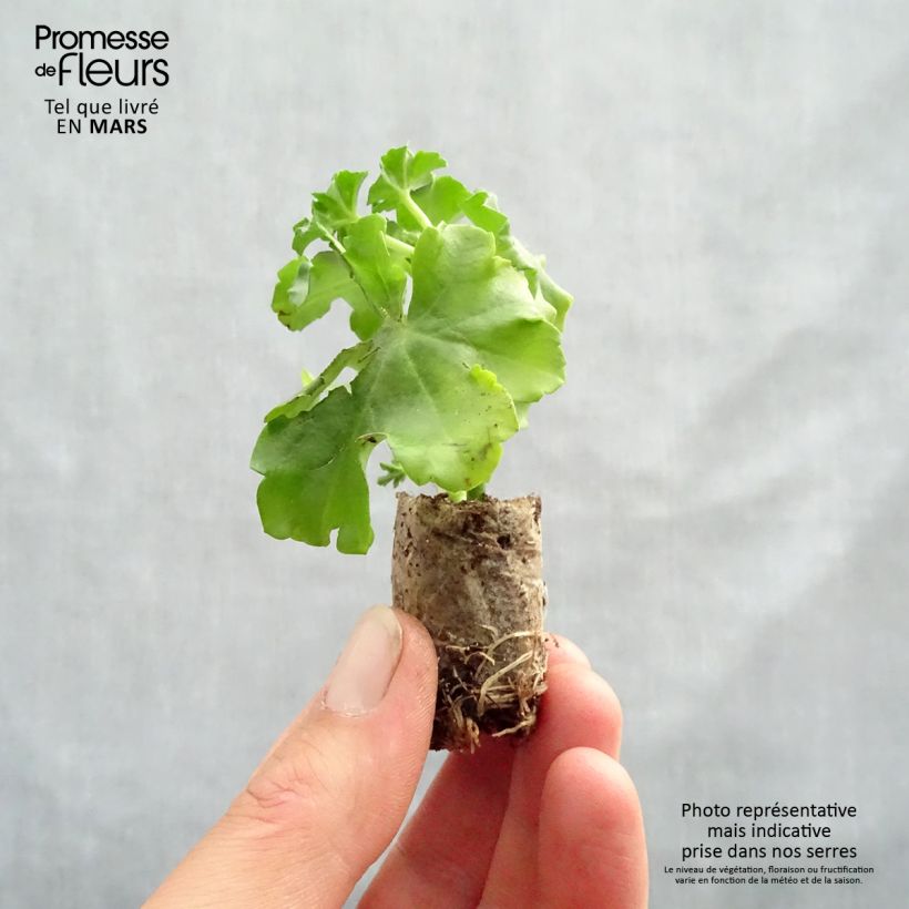 Example of Hängegeranie Balcon Noa - Pelargonium Mini-Plug Ø 1,5/2,5 cm as you get in printemps