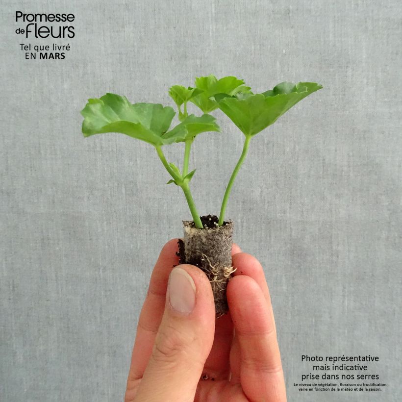 Example of Hängegeranie Balcon Lilas, Lila - Pelargonium Mini-Plug Ø 1,5/2,5 cm as you get in printemps