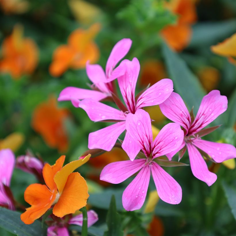 Hängegeranie Balcon Lilas, Lila - Pelargonium (Flowering)
