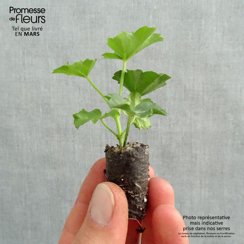 Exemplar von Hängegeranie Balcon Imperial Red, rouge, rood - Pelargonium Mini-Plug Ø 1,5/2,5 cm wie im Frühjahr geliefert