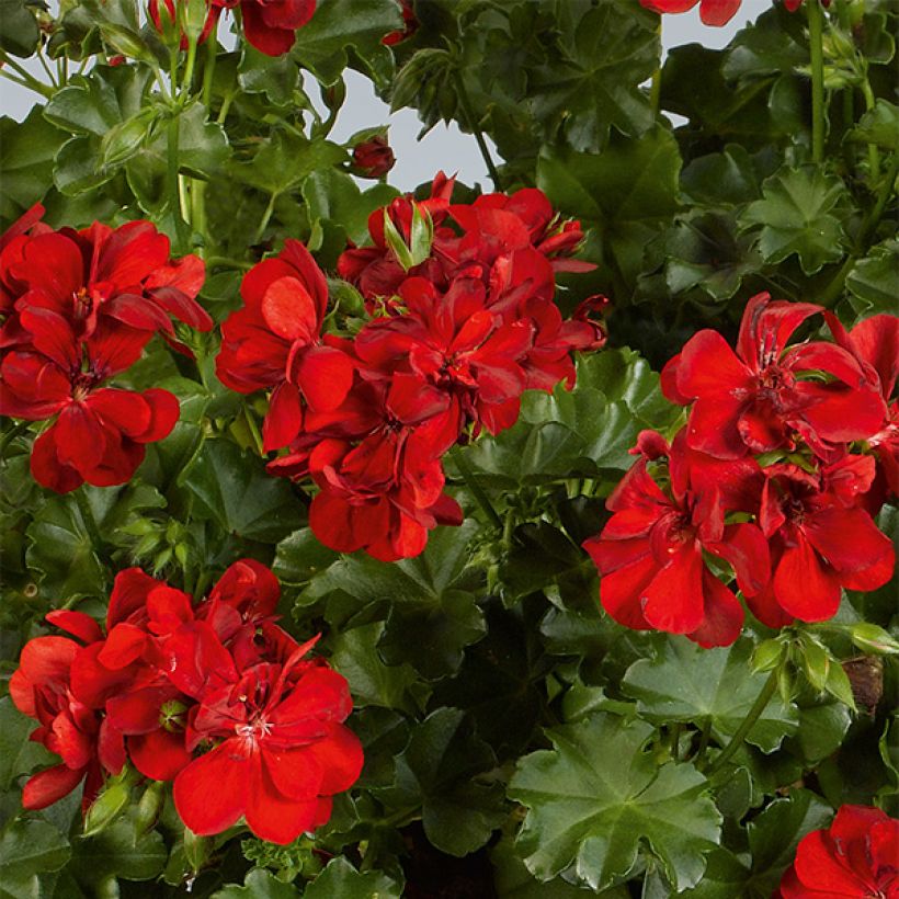 Hängegeranie Ruby - Pelargonium (Flowering)