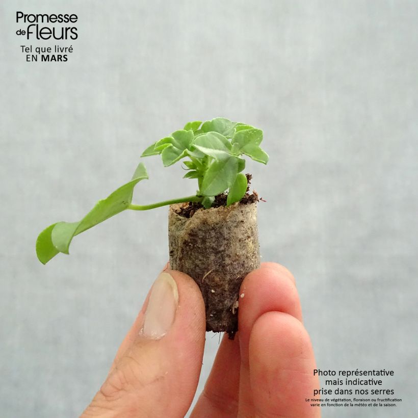 Example of Hängegeranie Ville de Dresden - Pelargonium Mini-Plug Ø 3/4 cm as you get in printemps