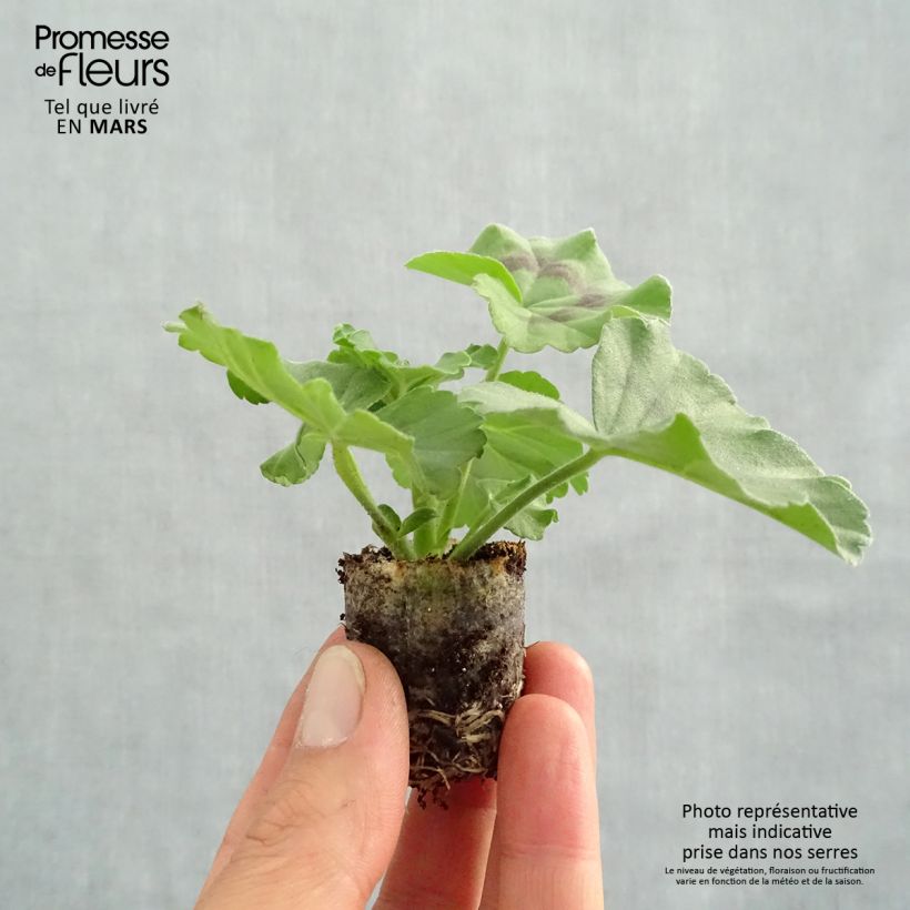 Example of Hängegeranie Moonflair White - Pelargonium Mini-Plug Ø 3/4 cm as you get in printemps