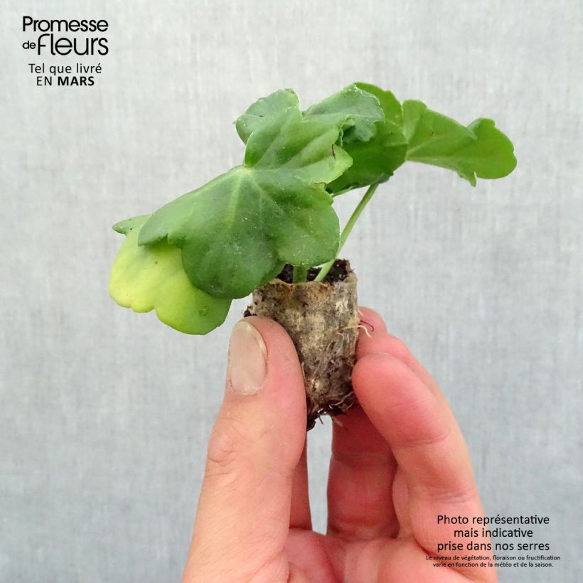 Example of Hängegeranie Amelit - Pelargonium Mini-Plug Ø 3/4 cm as you get in printemps
