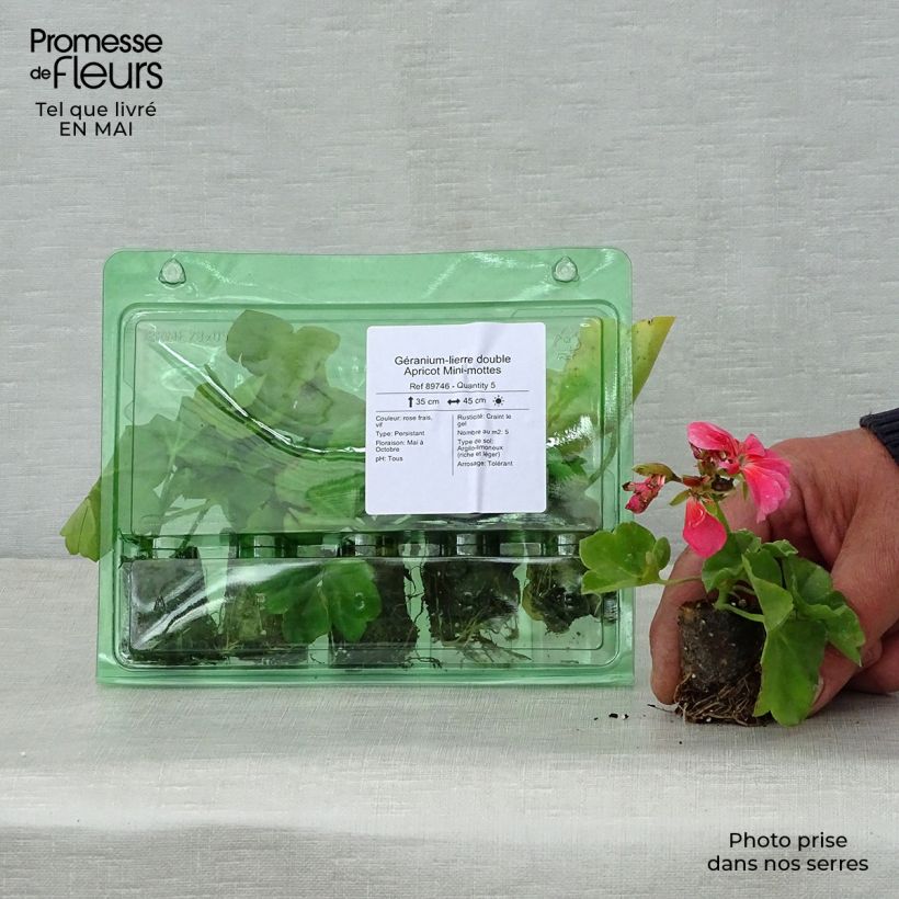 Exemplar von Hängegeranie Double Apricot - Pelargonium Mini-Plug Ø 3/4 cm wie im Frühjahr geliefert