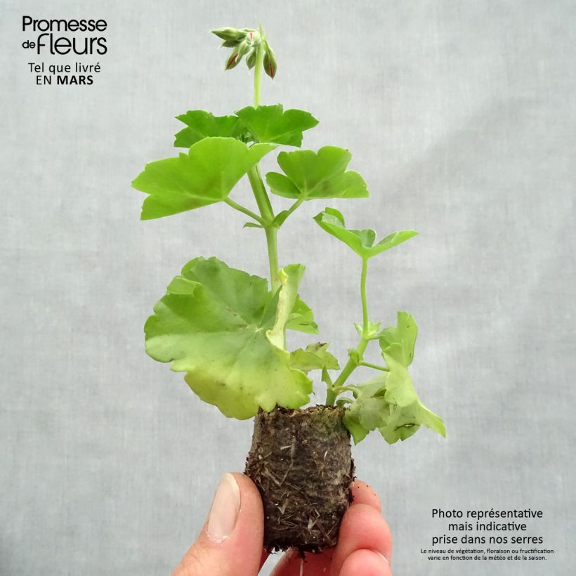 Exemplar von Hängegeranie Big 5 Red Devil - Pelargonium Mini-Plug Ø 3/4 cm wie im Frühjahr geliefert