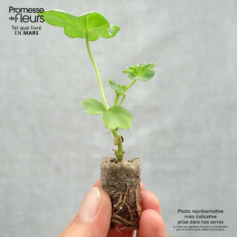 Example of Hängegeranie Double Royal Blue - Pelargonium Mini-Plug Ø 1,5/2,5 cm as you get in printemps