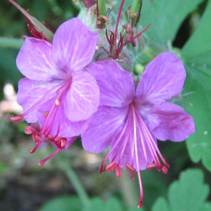 Geranium macrorrhizum Czakor - Balkan-Storchschnabel (Flowering)