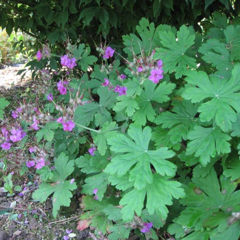 Geranium macrorrhizum Czakor - Balkan-Storchschnabel (Plant habit)