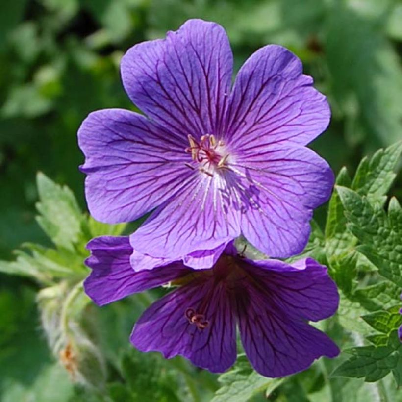Geranium magnificum - Großer Storchschnabel (Flowering)