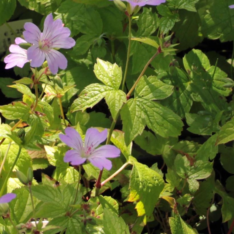 Geranium nodosum Simon - Knotiger Bergwald Storchschnabel (Foliage)