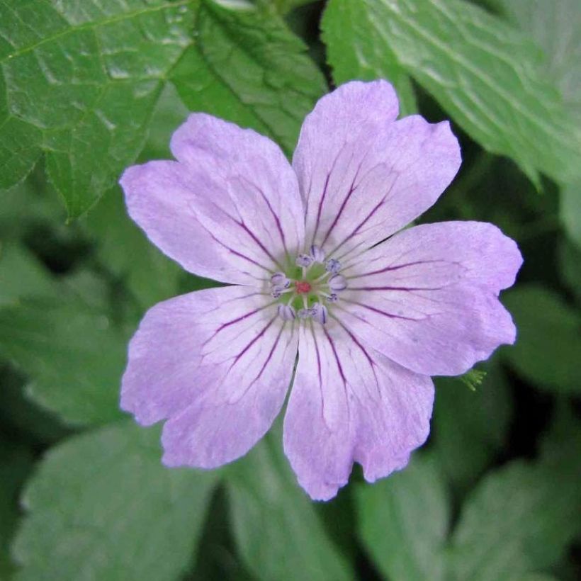 Geranium nodosum Simon - Knotiger Bergwald Storchschnabel (Flowering)