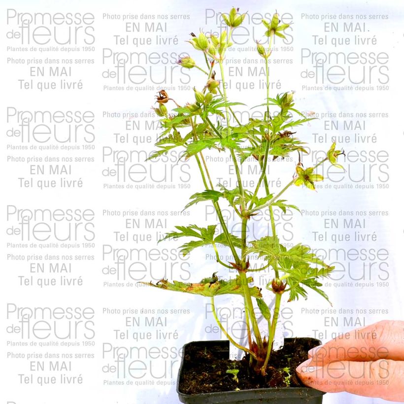 Beispiel eines Exemplars von Geranium psilostemon Eva - Armenischer Storchschnabel Kleine Töpfe von 8/9 cm wie geliefert