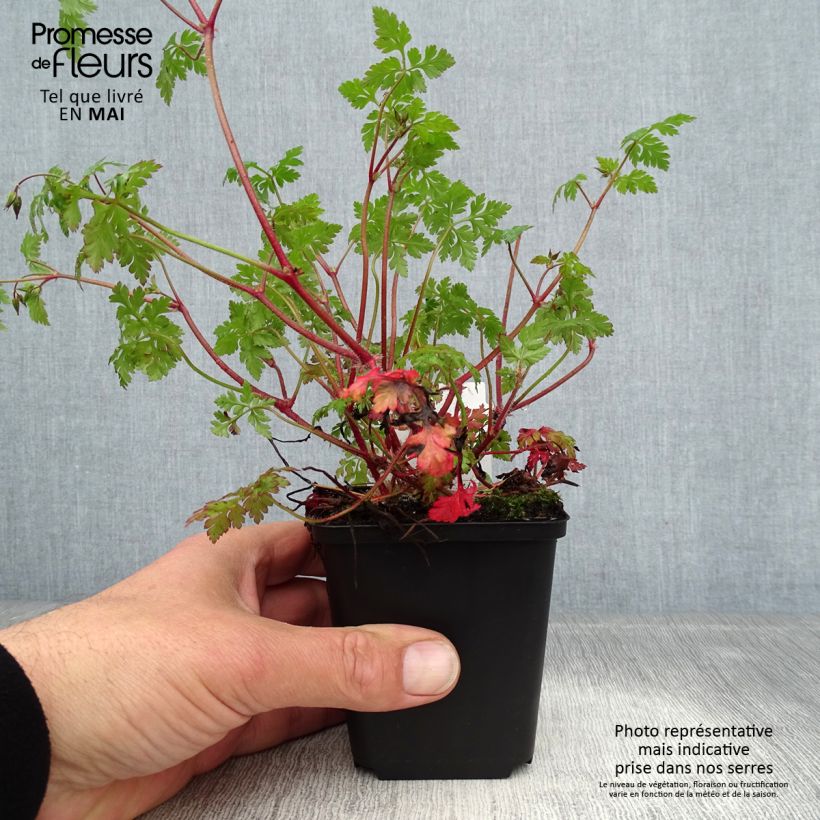 Exemplar von Geranium robertianum - Storchschnabel Kleine Töpfe von 8/9 cm wie im Frühjahr geliefert
