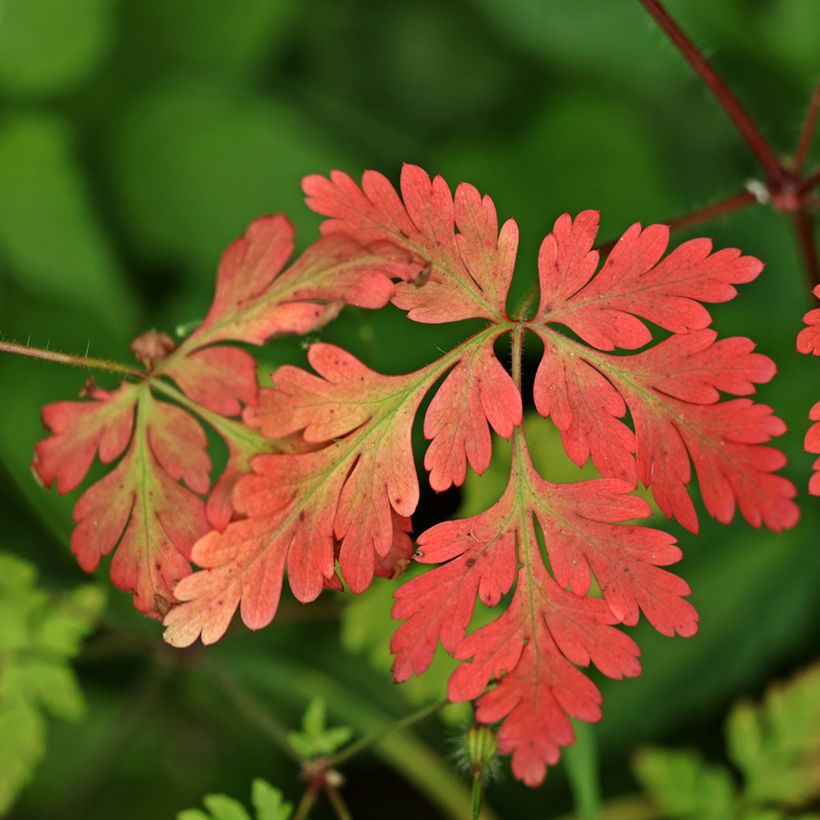 Geranium robertianum - Storchschnabel (Foliage)