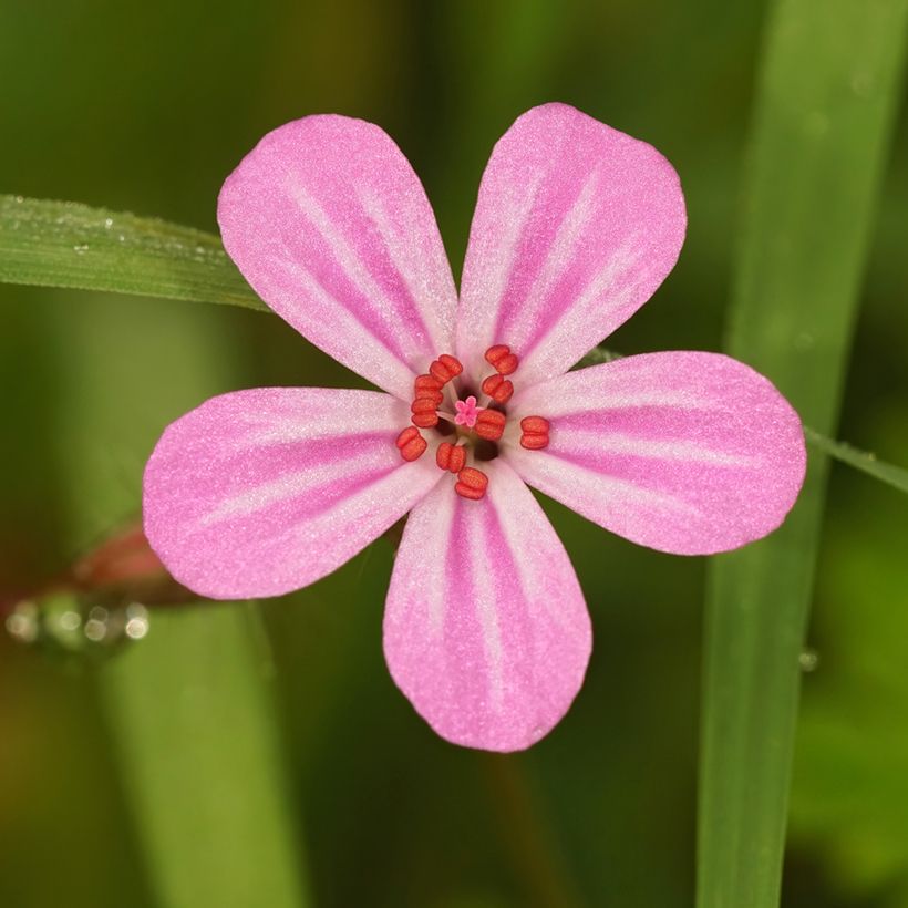 Geranium robertianum - Storchschnabel (Flowering)