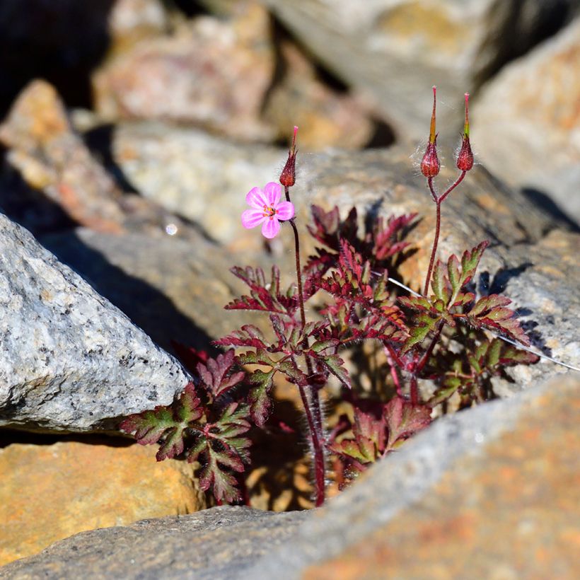 Geranium robertianum - Storchschnabel (Plant habit)