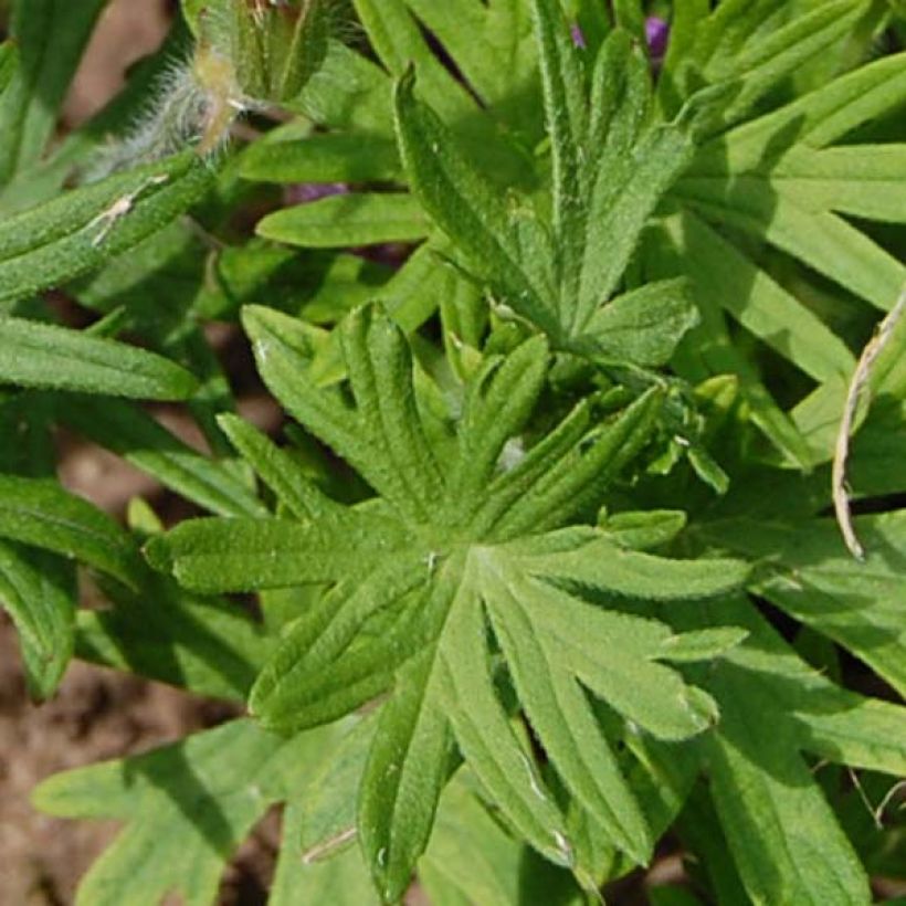 Geranium sanguineum (Foliage)